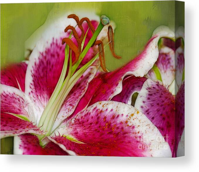 Lilies Canvas Print featuring the photograph Lilies by Judi Bagwell