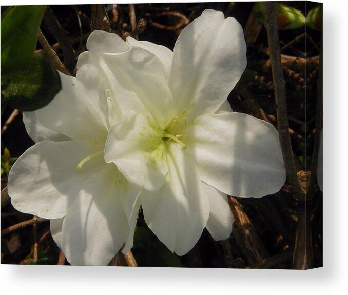 White Flowers Canvas Print featuring the photograph Lillies by Robin Coaker