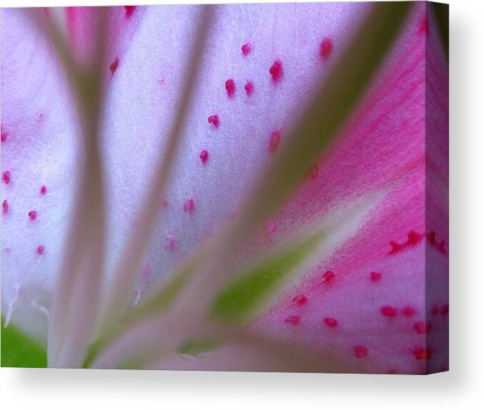 Lily Canvas Print featuring the photograph Lily Flower Fine Art by Juergen Roth