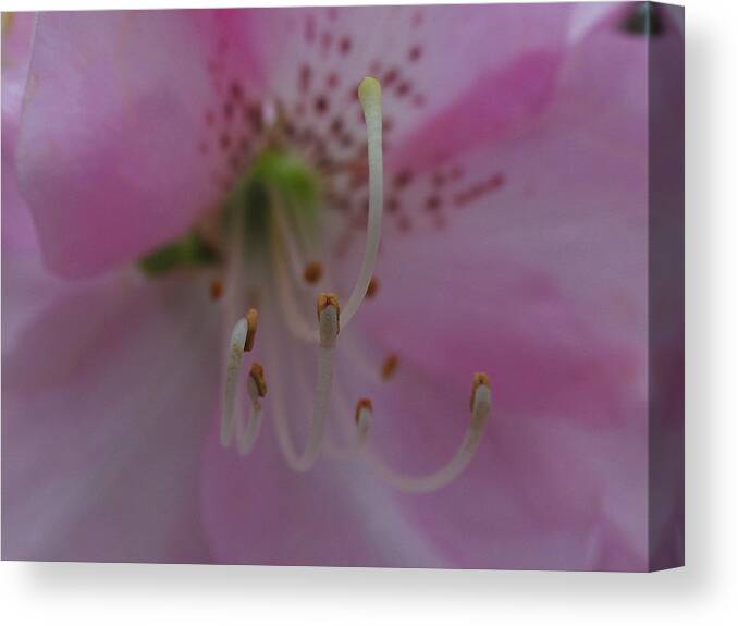 Lily Canvas Print featuring the photograph Lily by Juergen Roth