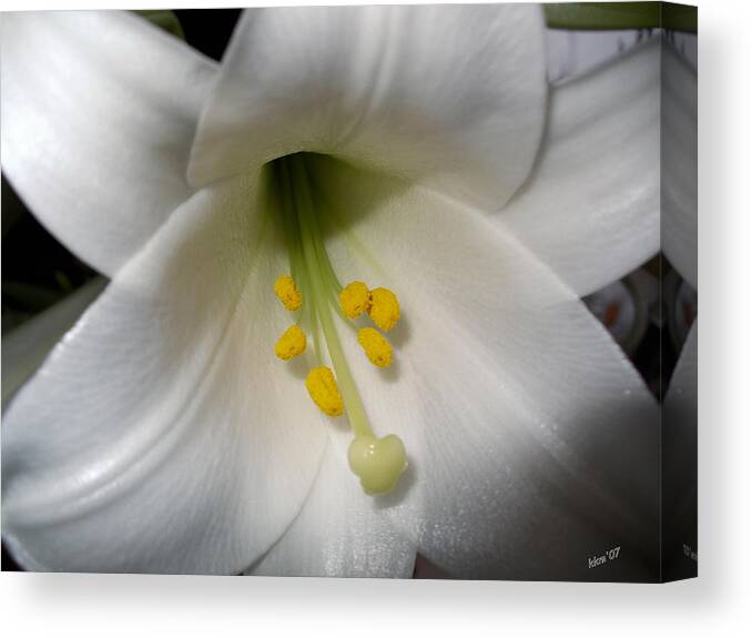 Lily Canvas Print featuring the photograph Lily by Kathy K McClellan