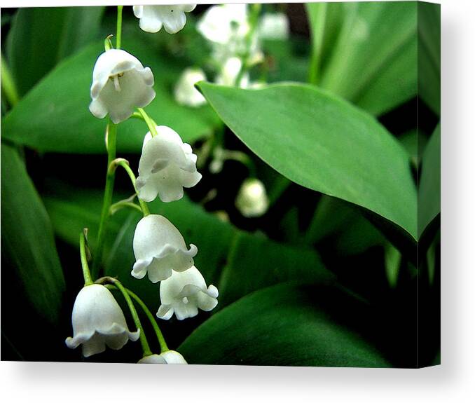 Flower Canvas Print featuring the photograph Lily of the Valley by Michelle Calkins