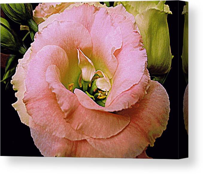 Flowers Canvas Print featuring the photograph Lisianthus Bloom 2 by Bonita Brandt