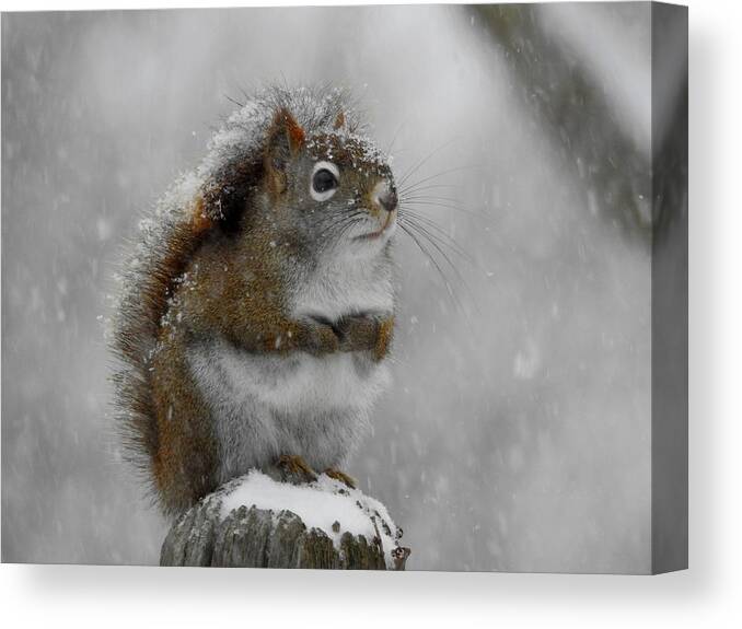 Squirrel Canvas Print featuring the photograph Little Begger by Betty-Anne McDonald