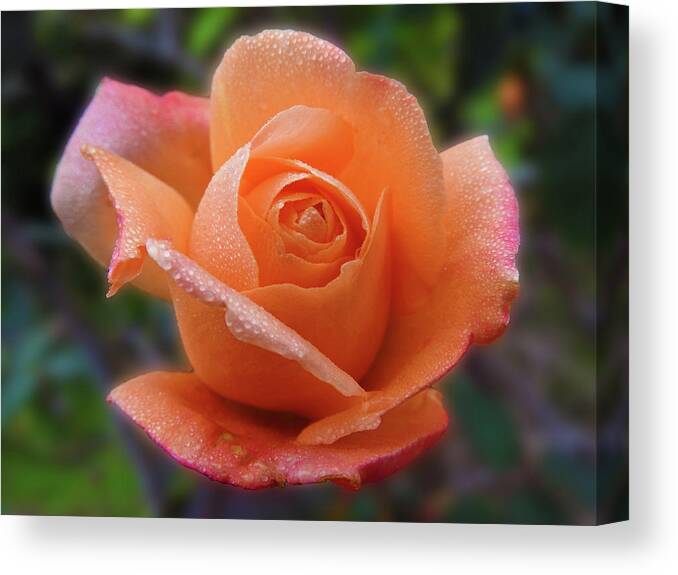 Flower Canvas Print featuring the photograph Little Goldie by Mark Blauhoefer