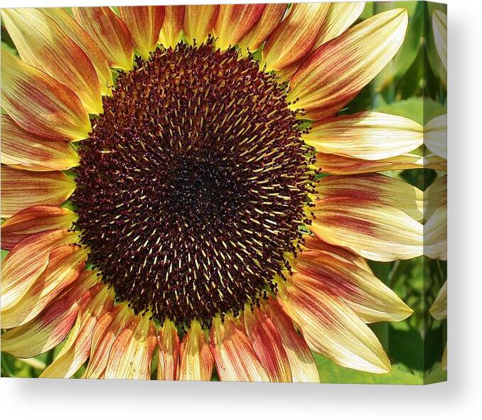 Flora Canvas Print featuring the photograph Little Rays of Sunshine by Bruce Bley