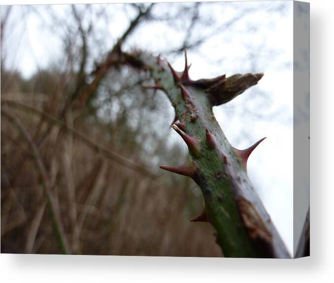 Spikes Canvas Print featuring the photograph Little spikes by Lukasz Ryszka