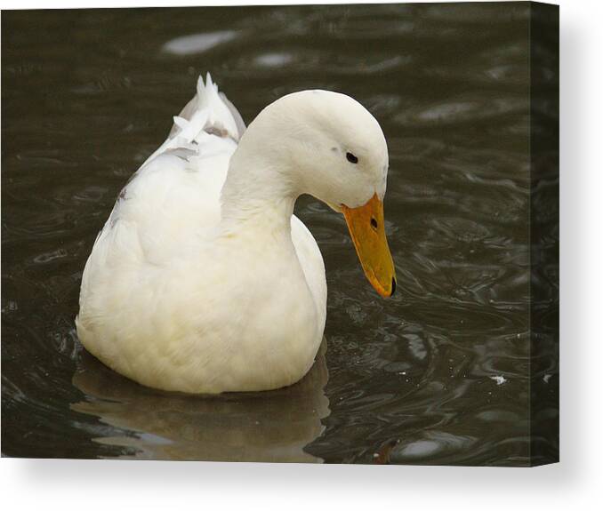 Little Canvas Print featuring the photograph Little White Duck by Adrian Wale
