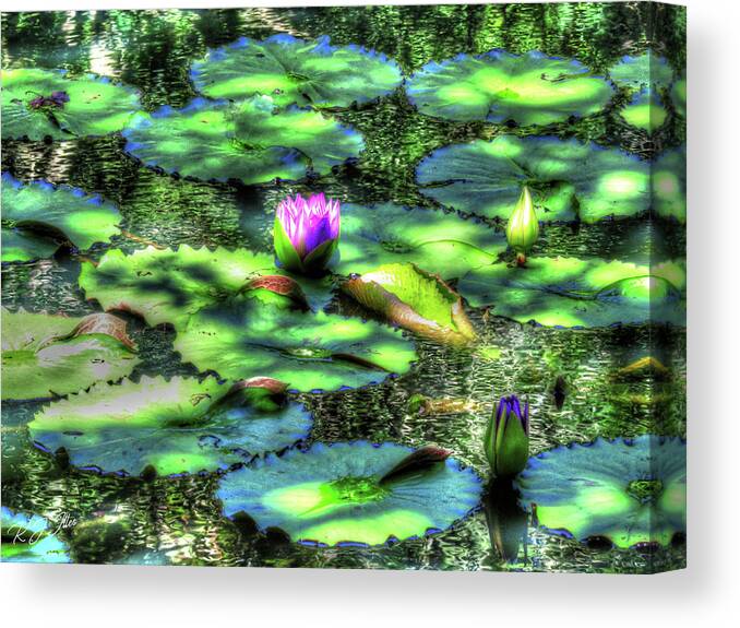 Water Lily Canvas Print featuring the digital art Lone Lily by Kathleen Illes