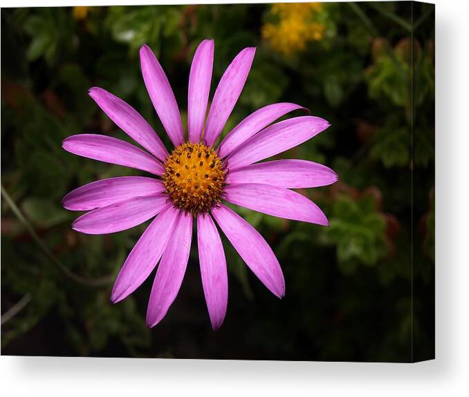 Cape Daisy Canvas Print featuring the photograph Lone Star by Richard Brookes