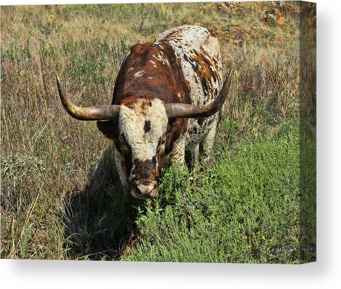 Longhorn Canvas Print featuring the photograph Longhorn II by Tony Grider