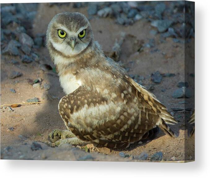 Owl Canvas Print featuring the photograph Look into My Eyes by Sue Cullumber