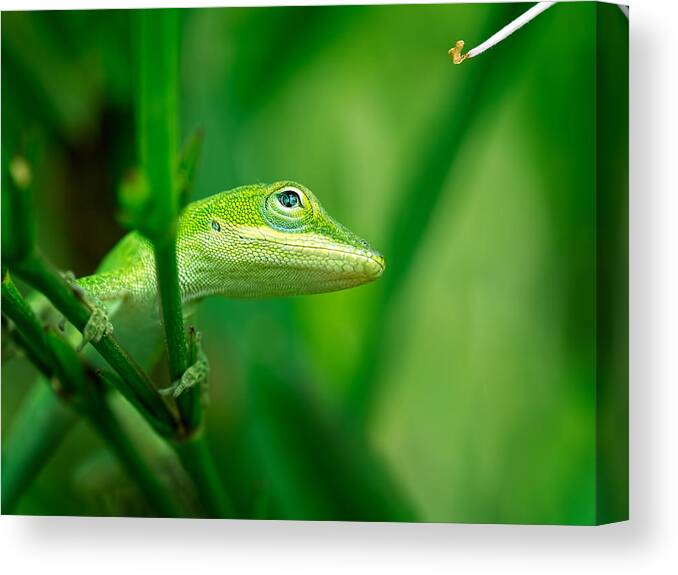 Lizard Canvas Print featuring the photograph Look Up Lizard by Brad Boland