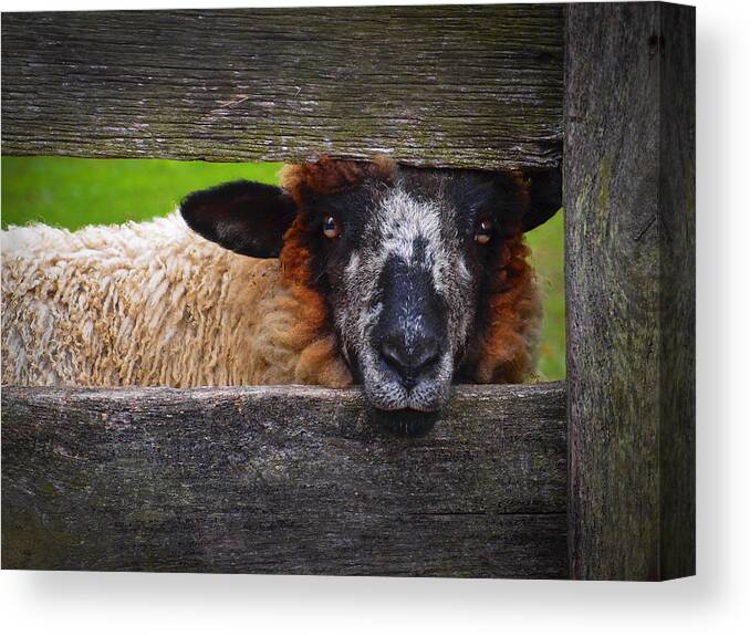 Lookin At Ewe Canvas Print featuring the photograph Lookin at Ewe by Skip Hunt