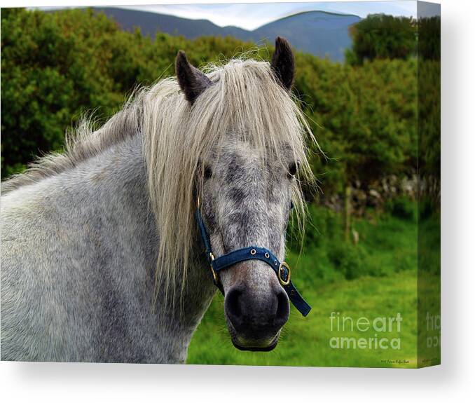 Horse Photography Canvas Print featuring the photograph Looking for Handouts on the Dingle Peninsula by Patricia Griffin Brett