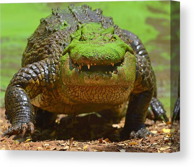 Crocodylus Niloticus Canvas Print featuring the photograph Looking For Lunch by Tony Beck