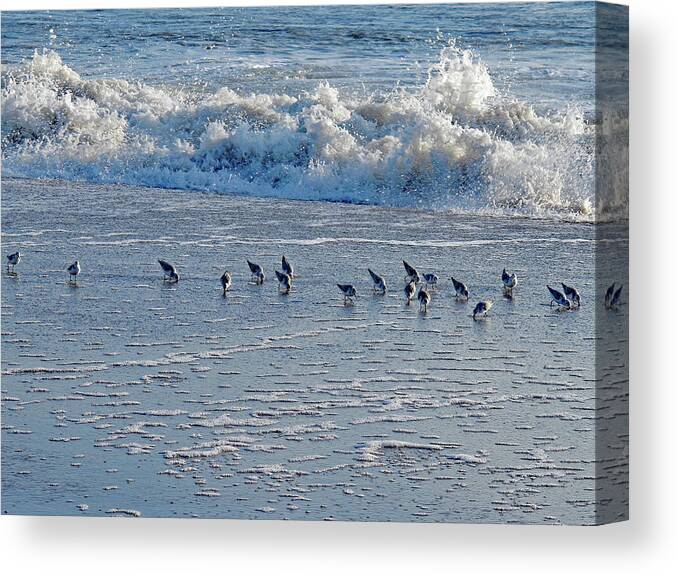 Atlantic Canvas Print featuring the photograph Looking for Munchies by Allan Levin