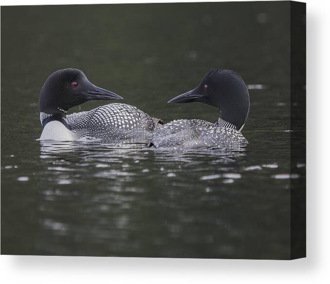 Loon Canvas Print featuring the photograph Loon Pair by Vance Bell