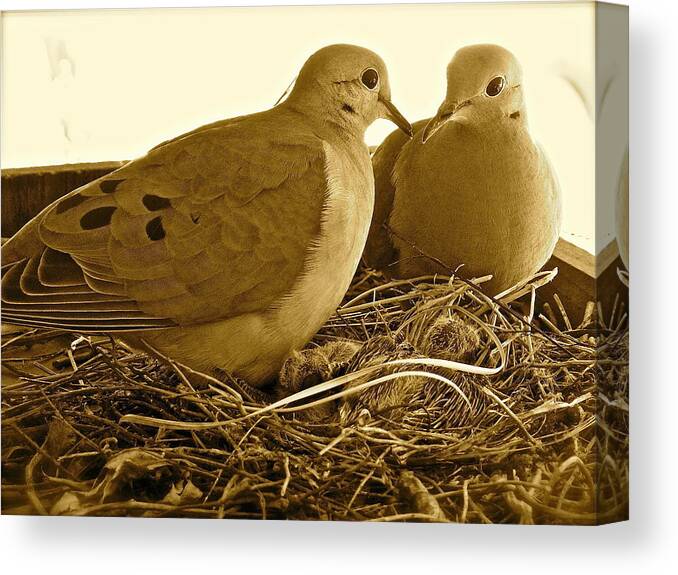 Birds Canvas Print featuring the photograph Love Birds by Diana Hatcher