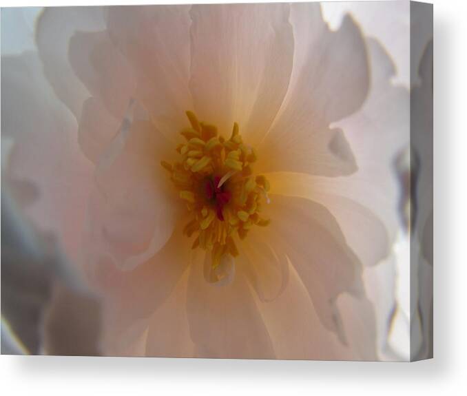 Flower Canvas Print featuring the photograph Love by Ginger Adams