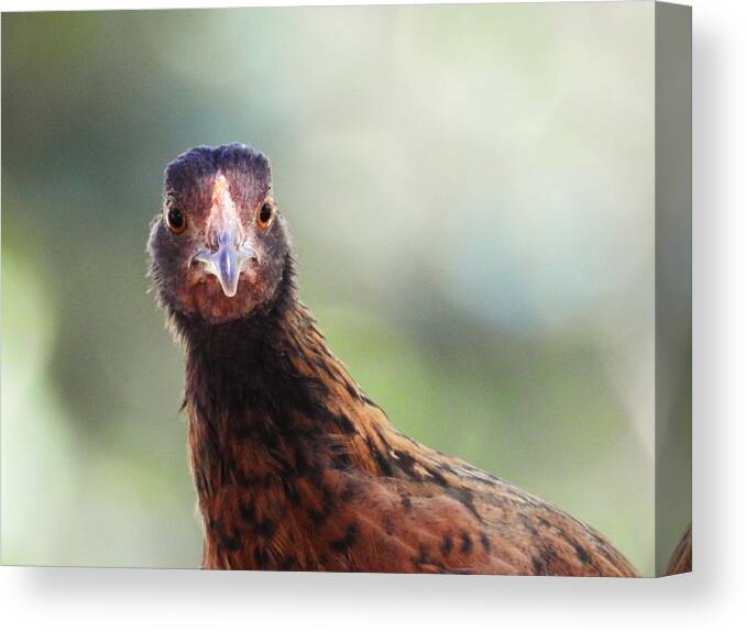 Chickens Hen Pose Nature Wild Wildlife Animal Bird Bird-watching Comical Funny Bird Photography Canvas Print featuring the photograph Love That Smile by Jan Gelders