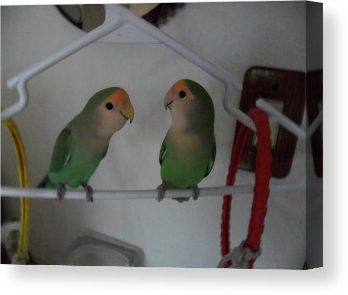 Lovebirds Canvas Print featuring the photograph Lovebirds by Val Oconnor