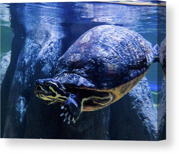 Orcinus Fotograffy Canvas Print featuring the photograph Low Down Yellowbelly by Kimo Fernandez