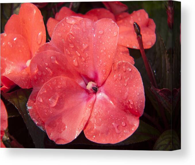 Lucky Canvas Print featuring the photograph Lucky Friend by Janis Kirstein