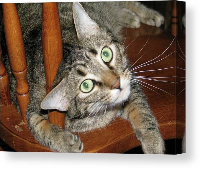 Tabby Canvas Print featuring the photograph Luke 2 by Ali Baucom