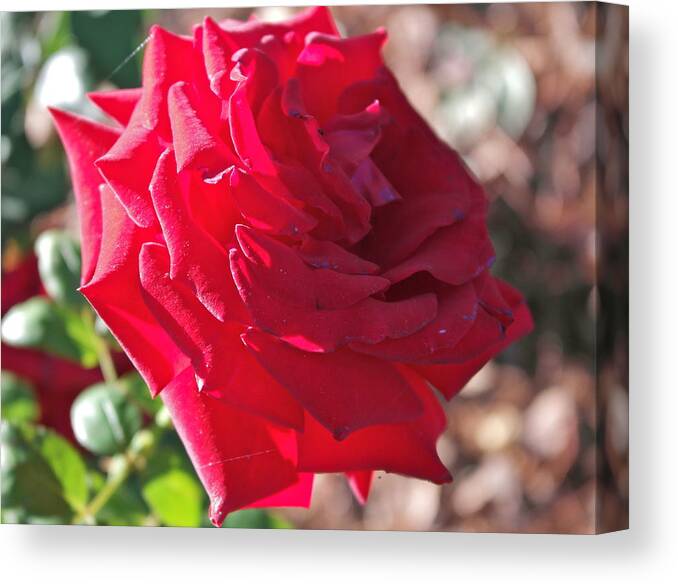 Rosa Canvas Print featuring the photograph Luminous Red Rose Morning by Michele Myers