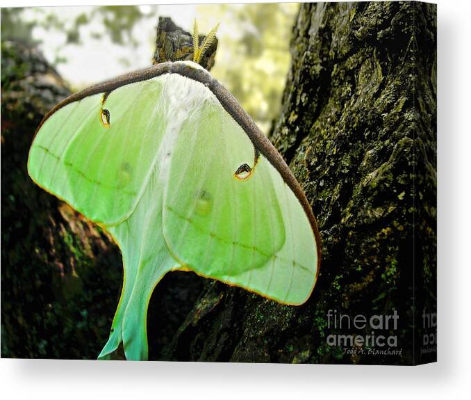 Macro Canvas Print featuring the photograph Luna Moth No. 3 by Todd Blanchard