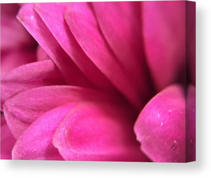 Pink Canvas Print featuring the photograph Macro Pink Chrysanthemum by Marian Lonzetta