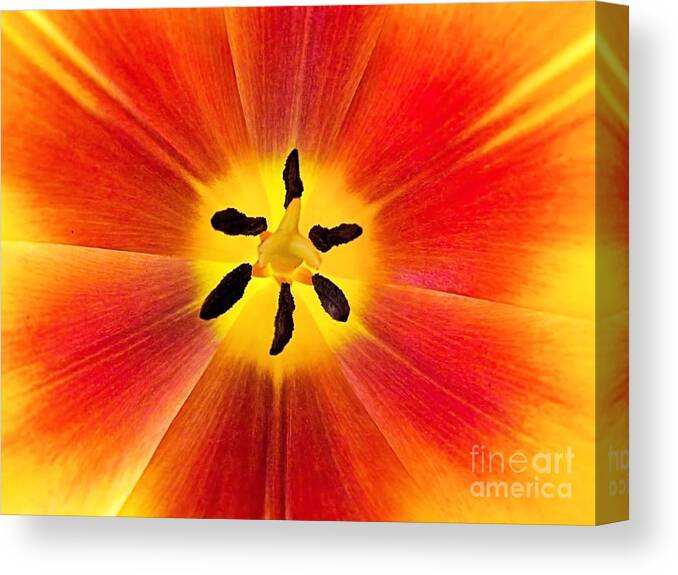 Tulip Canvas Print featuring the photograph Macro Tulip by Elizabeth Dow