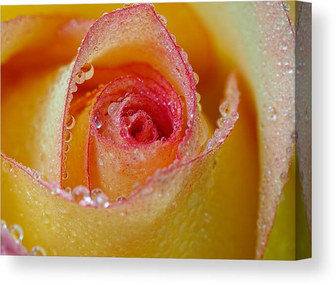 Rose Canvas Print featuring the photograph Macro Yellow and Red Rose by Brad Boland