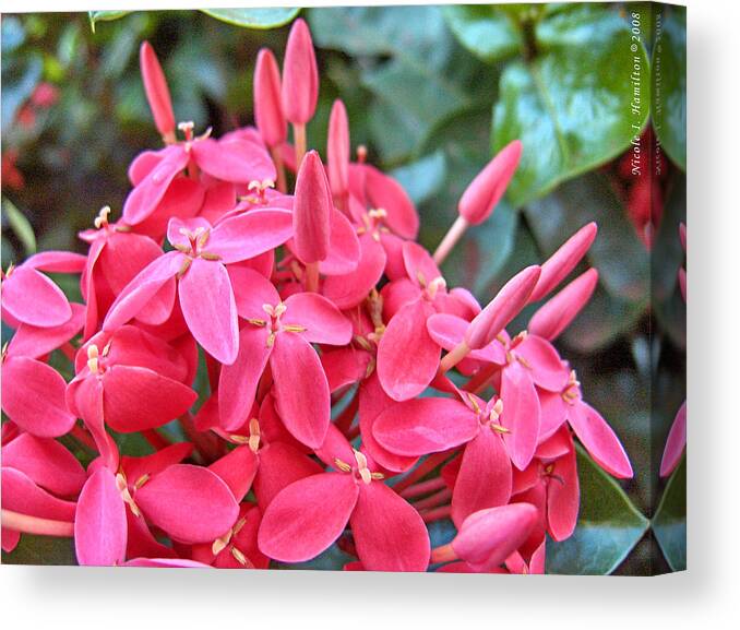 Flowers Canvas Print featuring the photograph Magenta Flora by Nicole I Hamilton