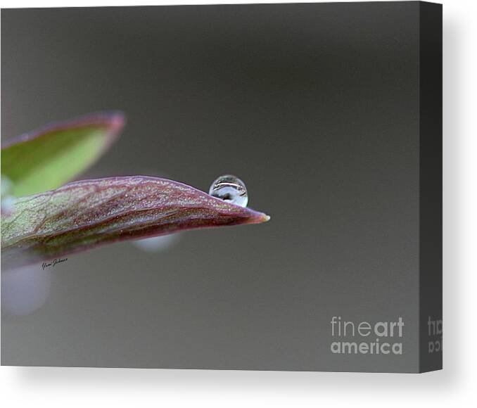 Droplets Canvas Print featuring the photograph Magical ball by Yumi Johnson