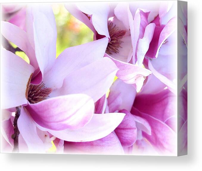 Magnolia Canvas Print featuring the photograph Magnolia Time by Carol Sweetwood