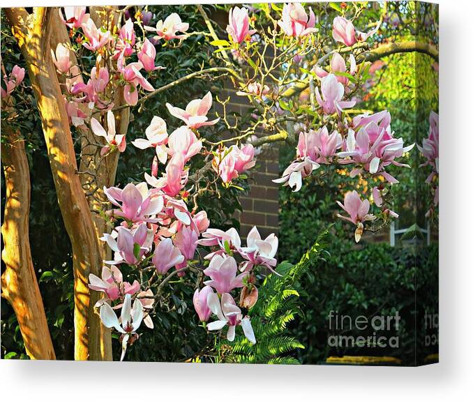 Magnolia Canvas Print featuring the photograph Magnolias And Sunshine by Leanne Seymour