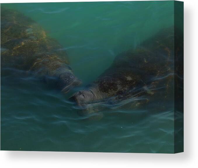 Manatee Canvas Print featuring the photograph Manatees Head for Air by Lynda Dawson-Youngclaus