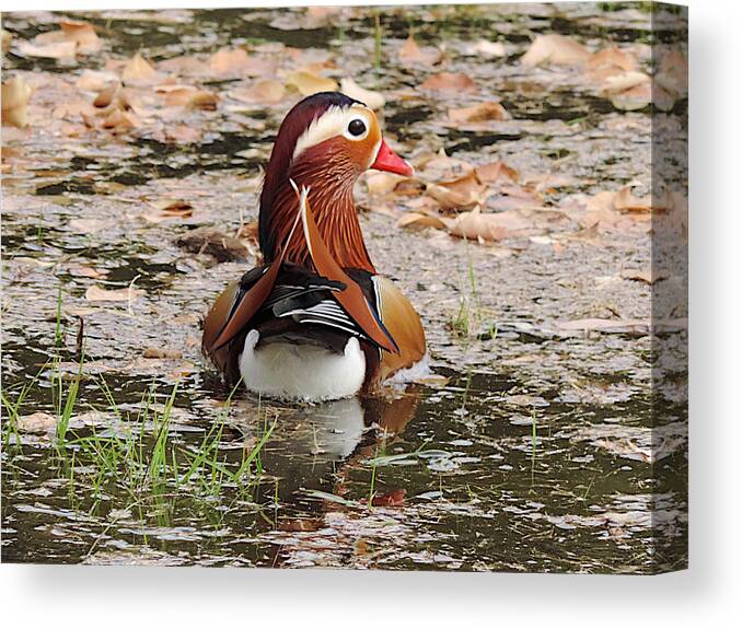 Mandarin Duck Canvas Print featuring the photograph Mandarin Duck by Richard Gehlbach