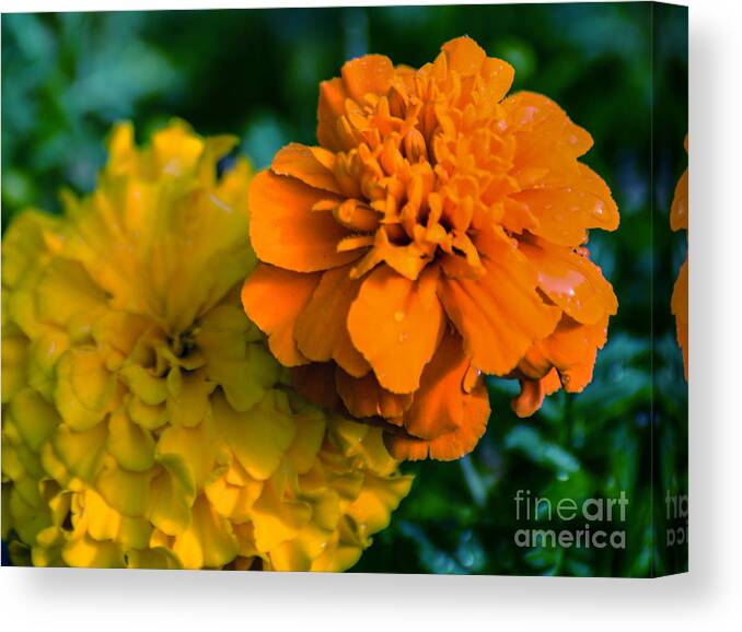 Marigold Canvas Print featuring the photograph Marigold 1 by Metaphor Photo