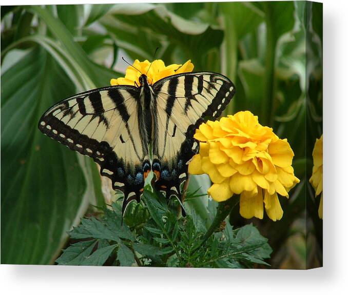 Butterfly Canvas Print featuring the photograph Marigold and Butterfly by Anjel B Hartwell
