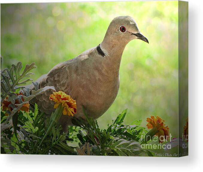 Dove Canvas Print featuring the photograph Marigold Dove by Debbie Portwood