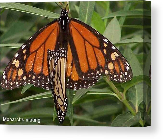 Nature Canvas Print featuring the photograph Mating Monarchs by Sandy Collier