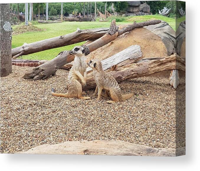 Meerkats Canvas Print featuring the photograph Meerkats by Cassy Allsworth