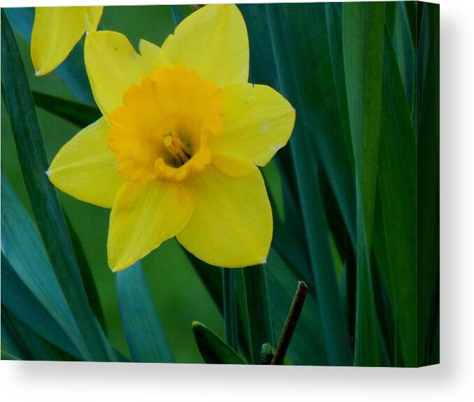 Spring Canvas Print featuring the photograph Mellow Yellow by Wild Thing