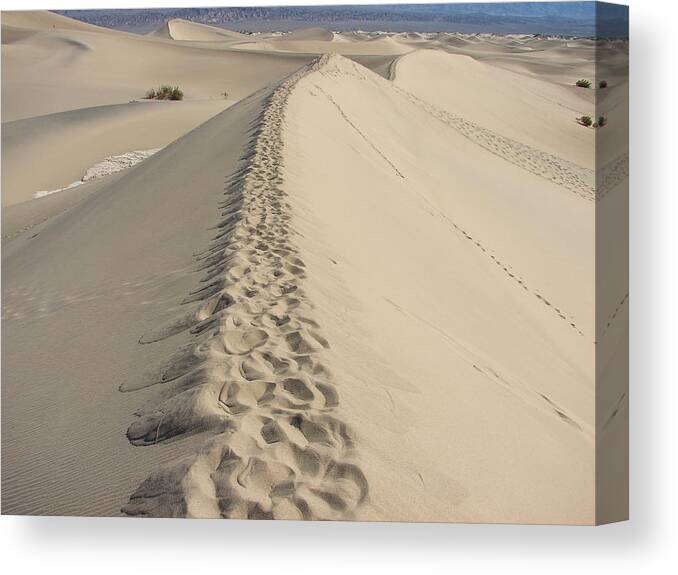 Sand Canvas Print featuring the photograph Mesquite Sand Dunes by Carl Moore