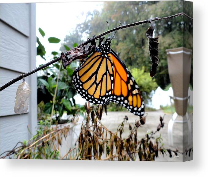 Metamorphosis Of The Monarch Canvas Print featuring the photograph Metamorphosis of the Monarch by Christopher Spicer