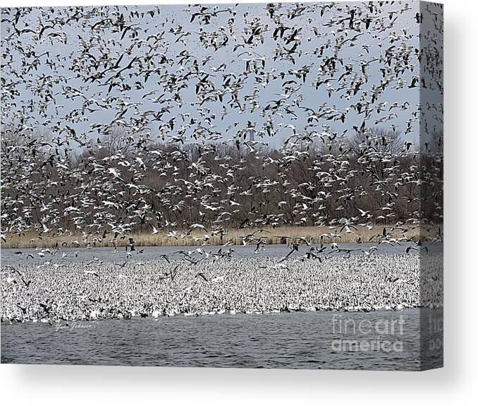 Snow Goose Canvas Print featuring the photograph Million of Snow Goose by Yumi Johnson