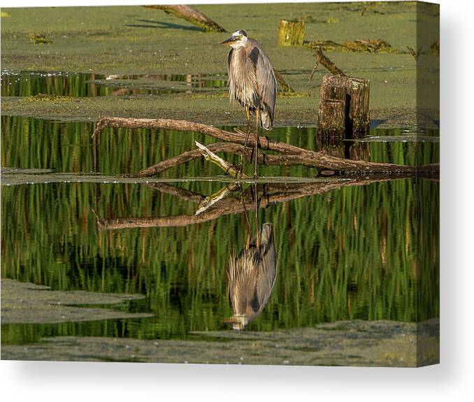 Heron Canvas Print featuring the photograph Mirror, Mirror by Kristine Hinrichs